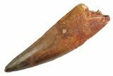 Real Fossil Spinosaurus Tooth - Huge Dinosaur Tooth #347201-1